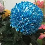reviewFlower/chrismas_flower.jpg