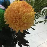 reviewFlower/flowerflower.jpg