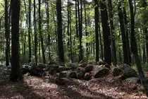 CC-Grove-Street-Forest.jpg