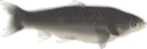 frame_4_delay-0.08s.gif
