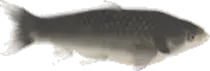 frame_5_delay-0.08s.gif