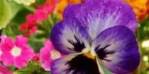flowers.jpg