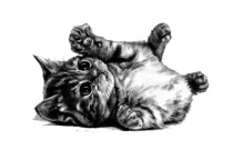 web_prac2_miriadax/imagenes/gato_gato.png