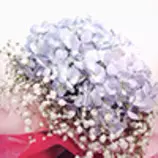 images/flower9_m.jpg