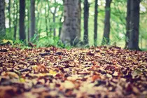 images/nature-forest-leaves-ground.jpg