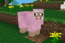 pinksheep.jpg