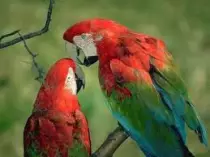 recursos/loros.jpg