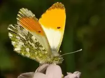 recursos/mariposa.jpg