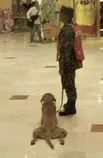 tmp_16447-Bombsniffingdogonbreak-Cancun-043011_11538190702.jpg