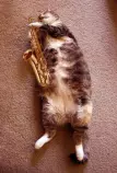 catsax.jpg