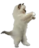 dance.gif