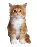 images/1gato.jpg