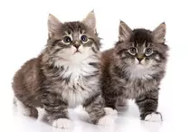 images/2gatos.jpg