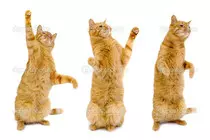images/3gatos.jpg