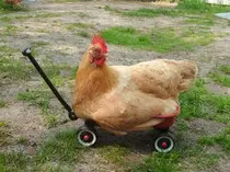 chicken_red_wagon.jpg