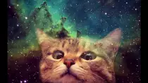 images/cat in space.jpg