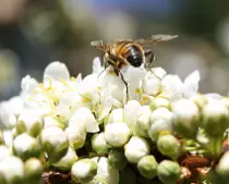Bee.png