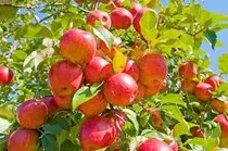 apple1.jpg