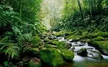 junglepic3.jpg