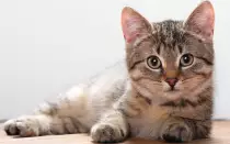 Cat-.jpg