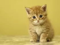 imagenes/gato.jpg