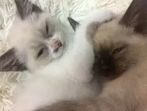 imagenes/gato2.jpg