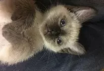 imagenes/gato3.jpg
