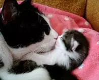 imagenes/gato4.jpg