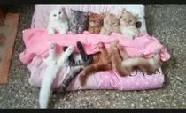 imagenes/gato5.jpg