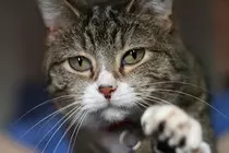 depressioncat.jpg