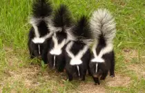 SKUNK SNIFF.jpg