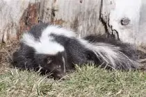 Skunk rest.jpg