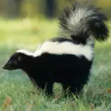 skunk spray.jpg