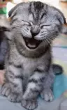 kitty.gif