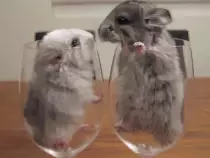 li.gif