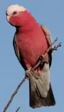 galah cockatoo luke.jpg