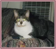 pet/Pounce1.gif