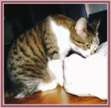 pet/Pounce2.gif