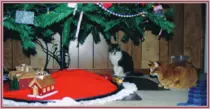 pet/SandP1.gif