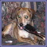 pet/pepper5.gif