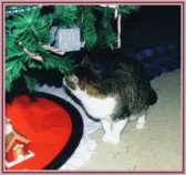 pet/ponce3.gif