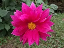 flor-dalia.jpg