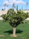 imagenes/modulo2/ejercicioFinal/arbolMediano.jpg