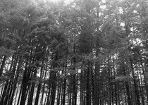 trees.jpg