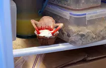 Headcrab.jpg