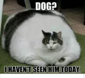 fat.png
