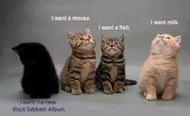 kitty.jpeg
