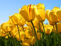 imagenes/Tulips.jpg