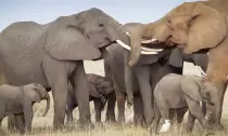 Elephants.jpeg
