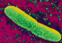 Atlas/clara/images/galeria/bacteria.jpg